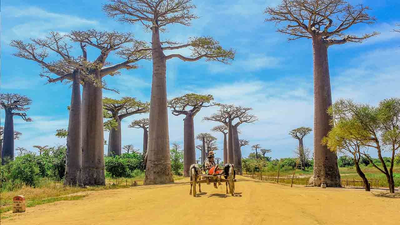 Allée des Baobabs Madagascar