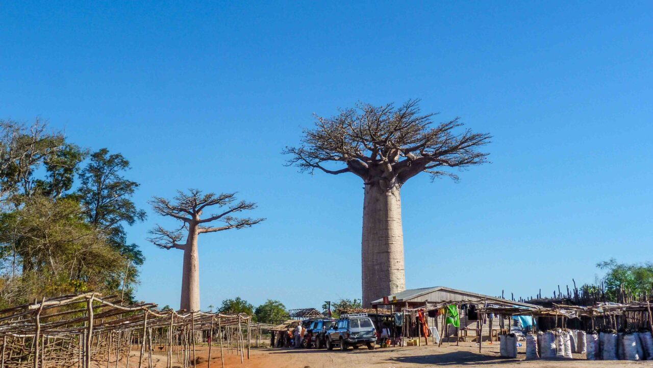 Découverte des Baobabs amoureux