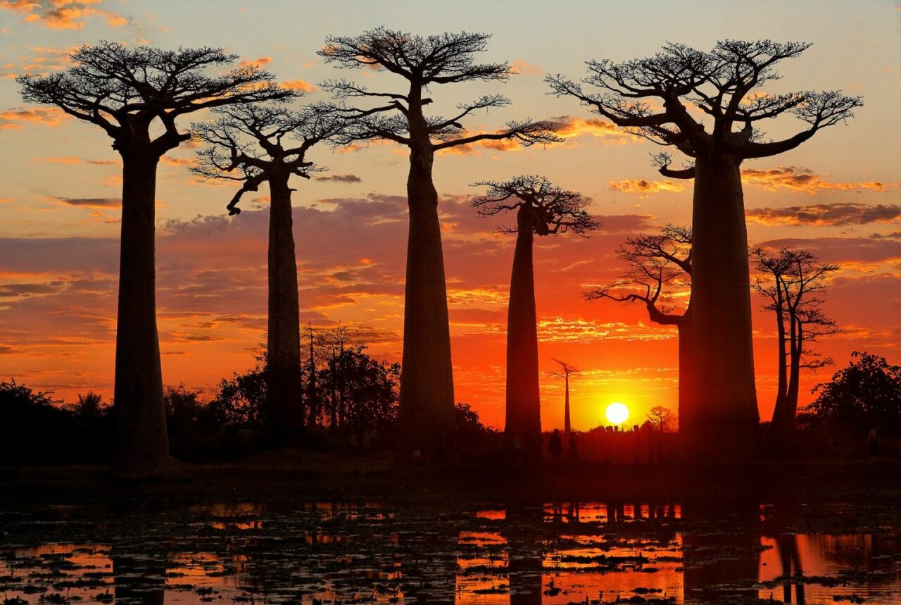 Découverte des Baobab amoureux