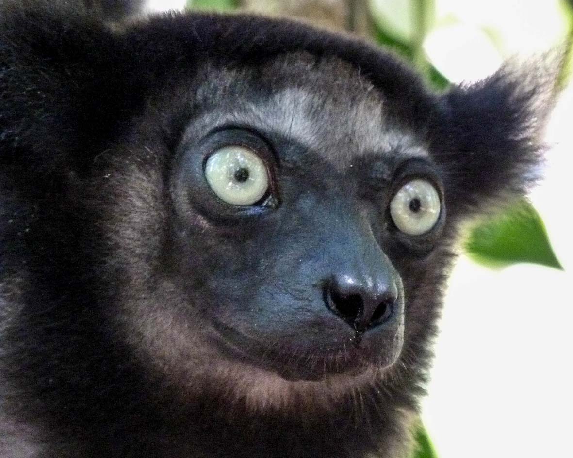 Indri-indri découverte de Canal des Pangalanes