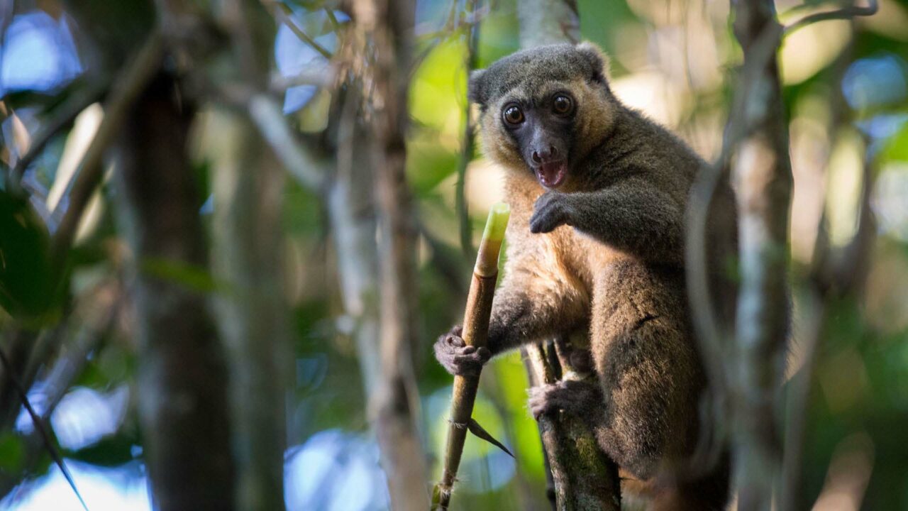 Les 4 parcs nationaux à Madagascar