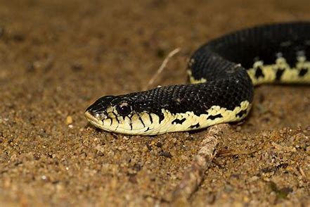 Serpent de Madagascar