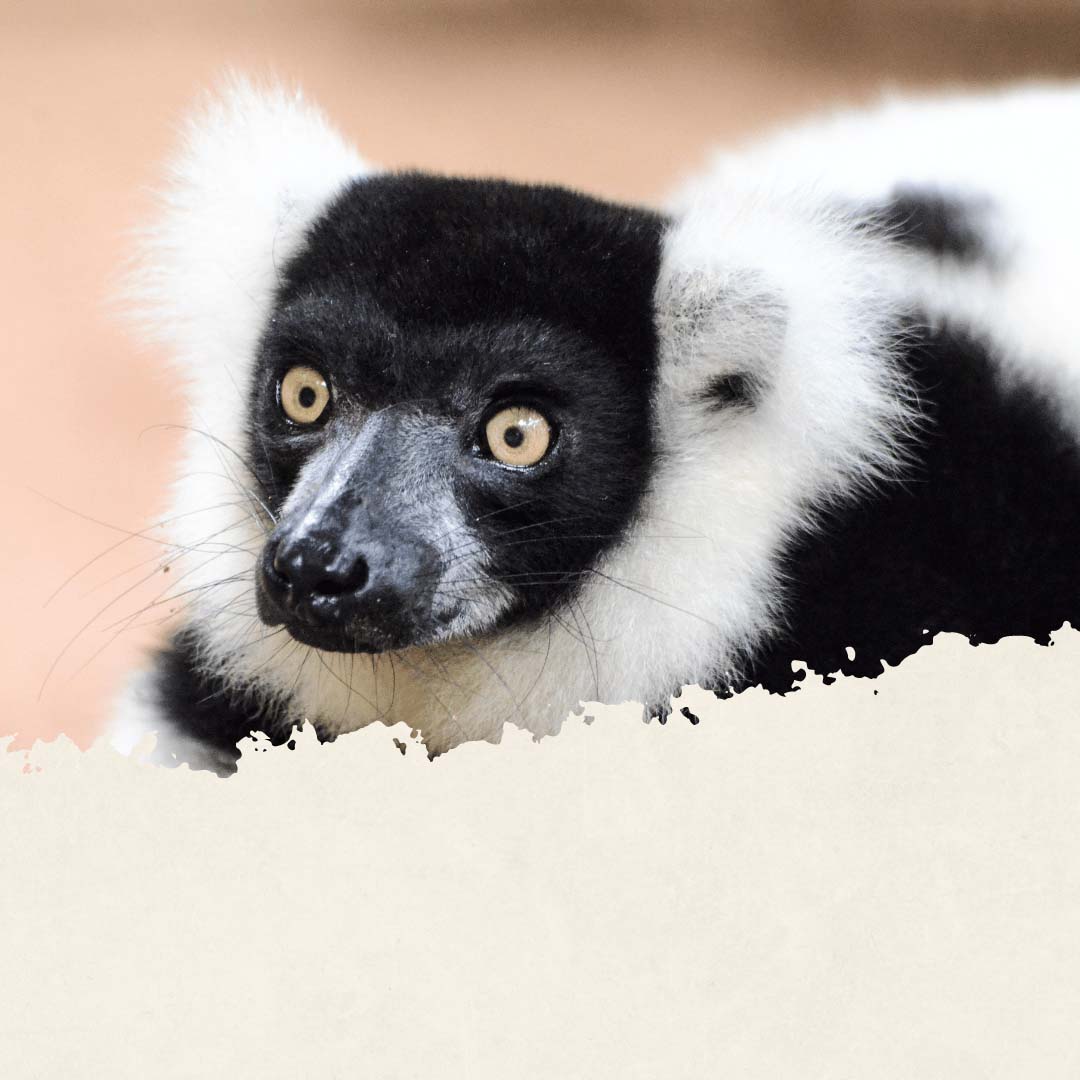 Quels sont les animaux à voir à Madagascar