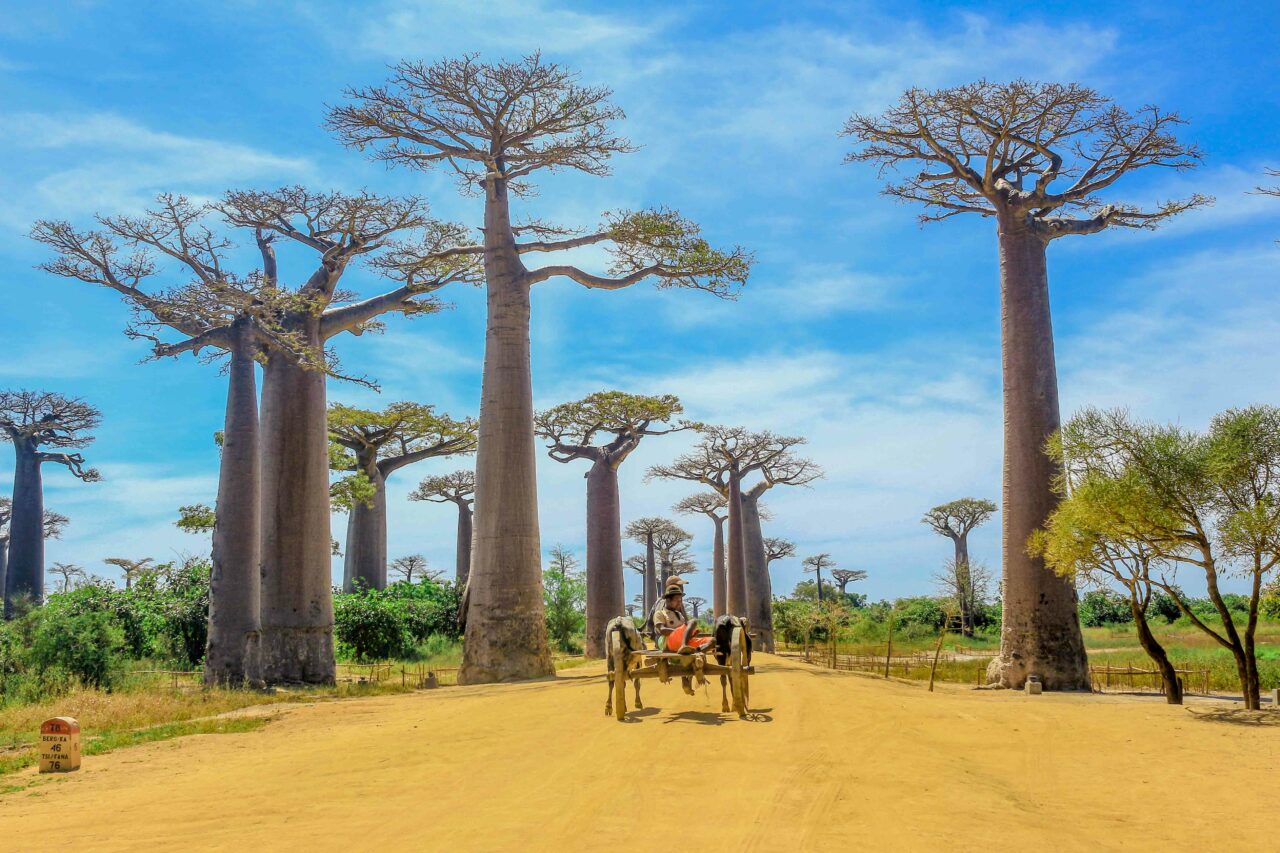 Découverte l'Île aux Baobabs Madagascar