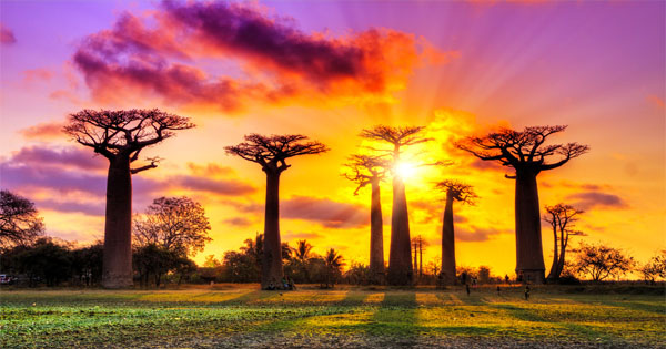 Baobabs Amoureux