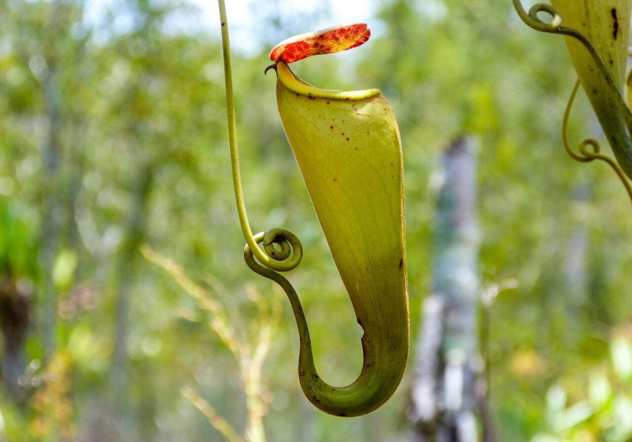 découverte des lémuriens Madagascar