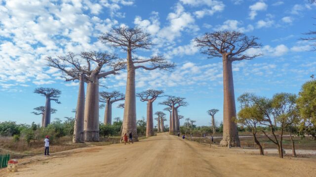 Baobab de Madagascar