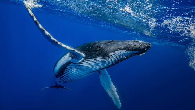 Festival de Baleine