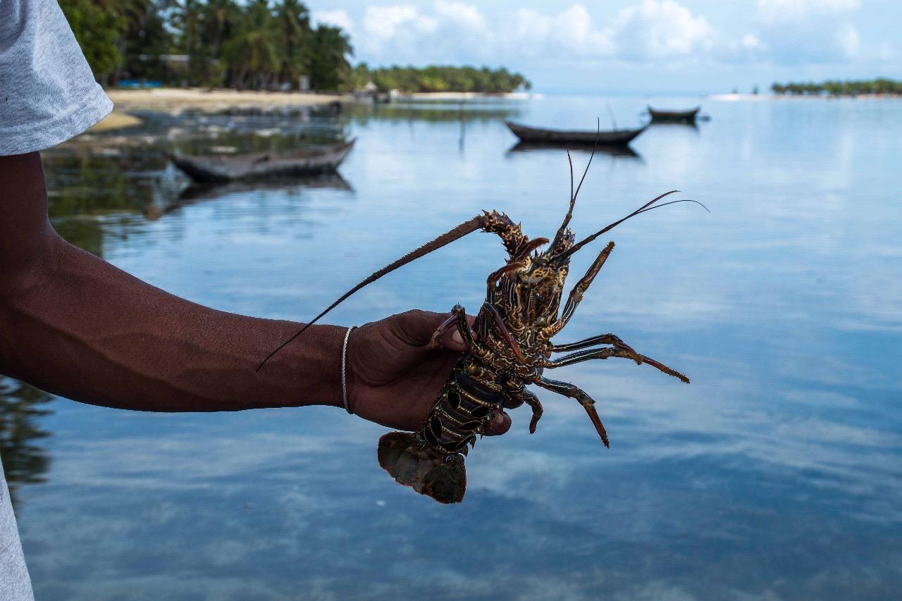 Langouste à bouffer pendant les vacances à Sainte-Marie