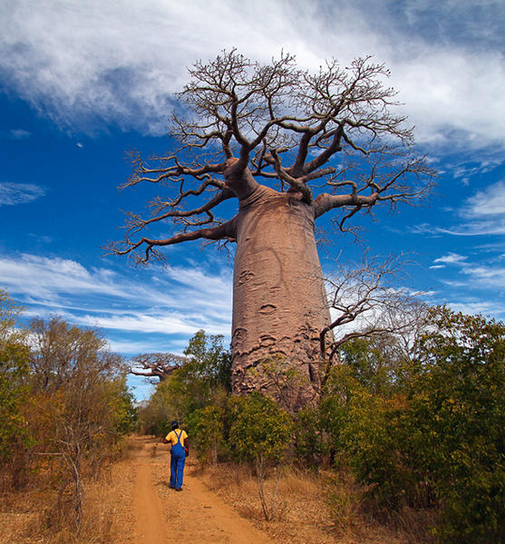 Baobabs amoureux