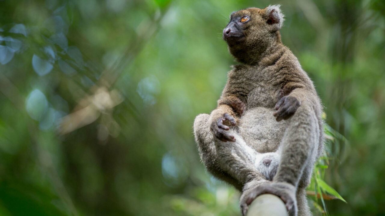 Découverte de Lémuriens de Madagascar