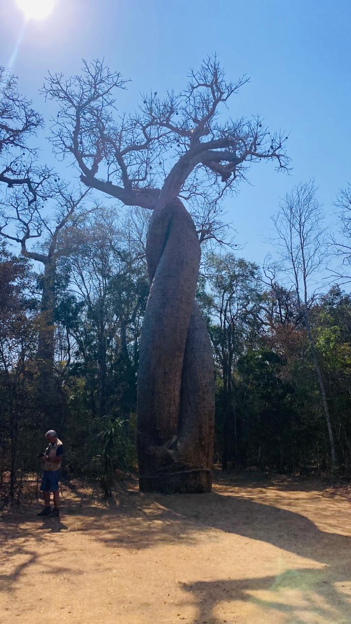 Baobabs amoureux