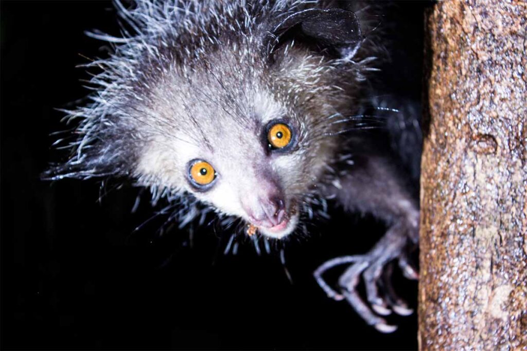 Découverte de Lémuriens de Madagascar